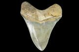 Serrated, Fossil Megalodon Tooth - South Carolina #104974-2